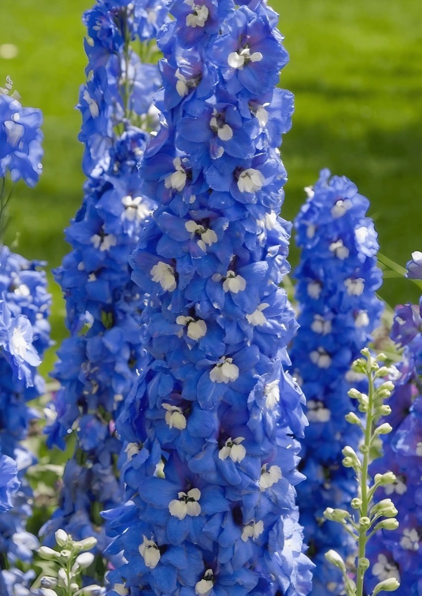 Delphinium Pacific Giant Summer Skies Seeds - Dandys Landscape Supplies