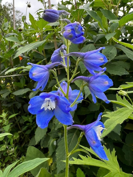 Delphinium Pacific Giant Summer Skies Seeds - Dandys Landscape Supplies