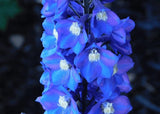 Delphinium Pacific Giant Summer Skies Seeds - Dandys Landscape Supplies