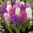 Designer Bubblegum Hyacinths - 6 Bulbs - Dandys Landscape Supplies