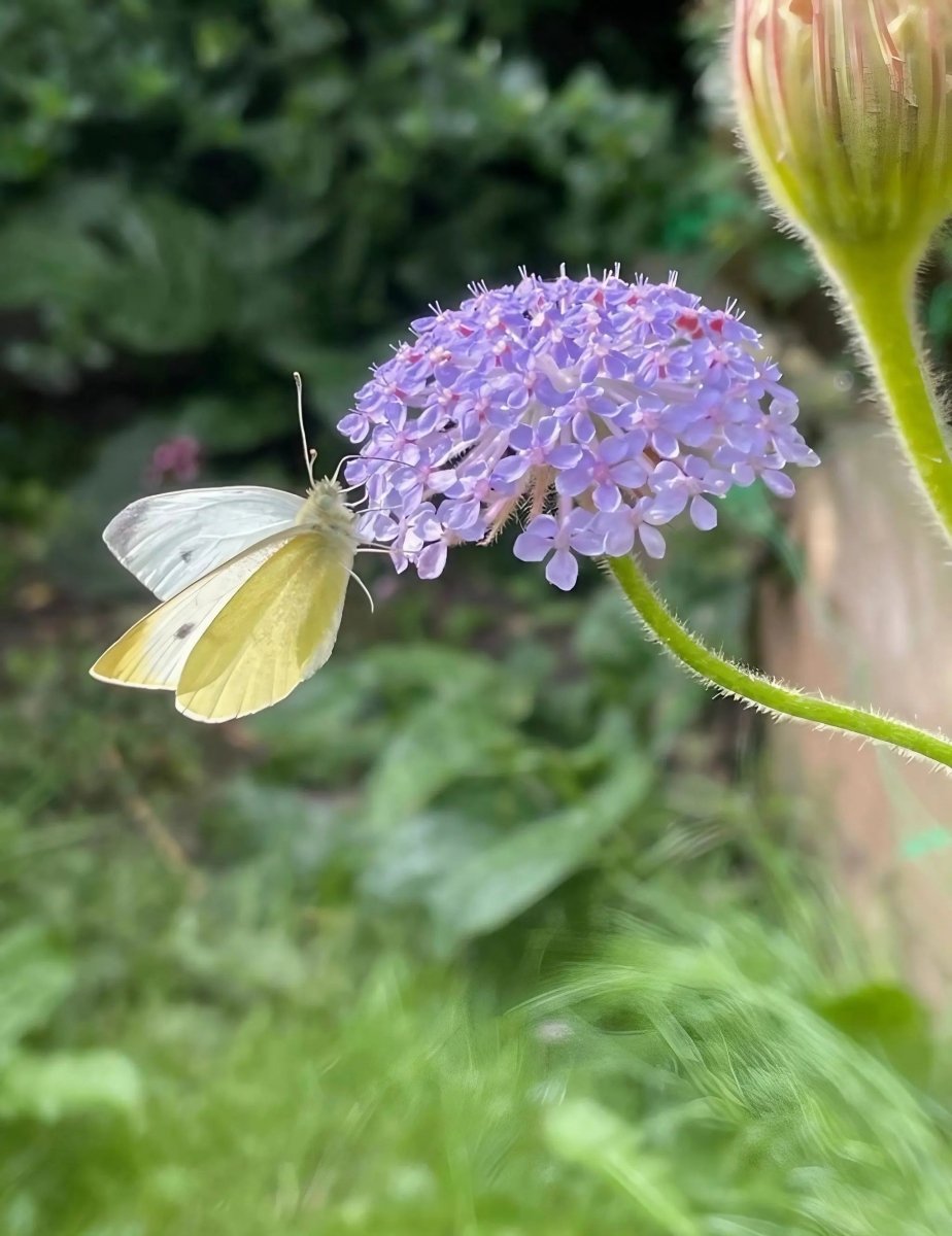 Didiscus Blue Lace Seeds - Dandys Landscape Supplies