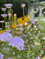 Didiscus Blue Lace Seeds - Dandys Landscape Supplies