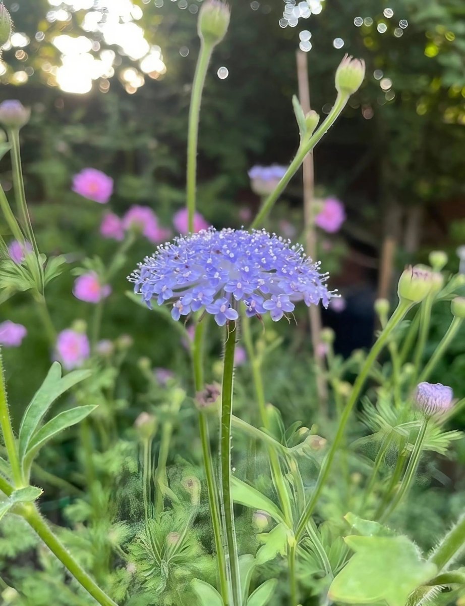 Didiscus Blue Lace Seeds - Dandys Landscape Supplies