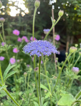 Didiscus Blue Lace Seeds - Dandys Landscape Supplies