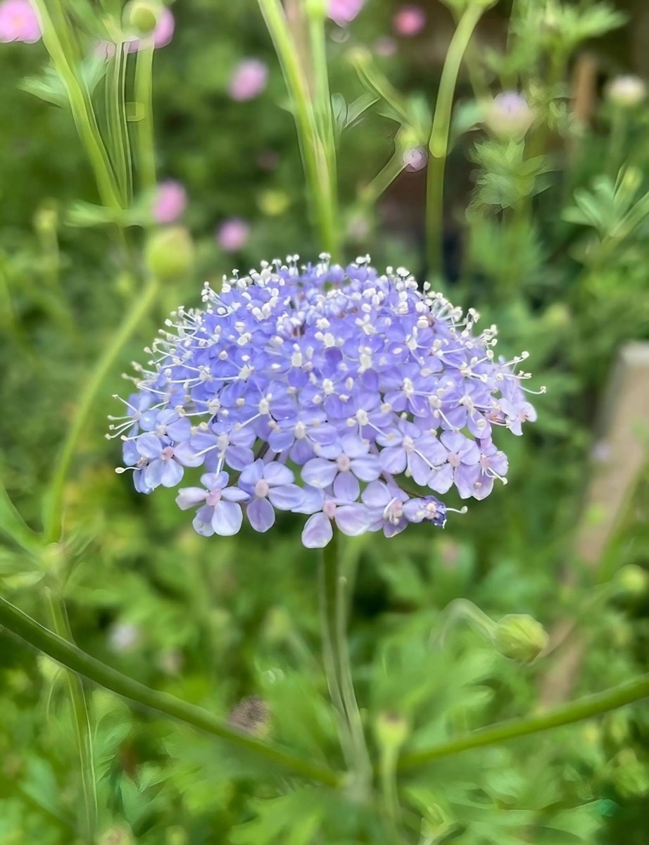 Didiscus Blue Lace Seeds - Dandys Landscape Supplies