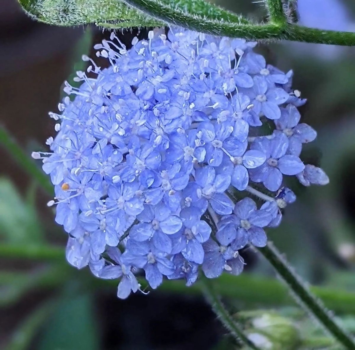 Didiscus Blue Lace Seeds - Dandys Landscape Supplies