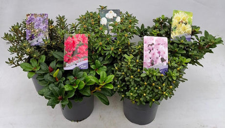 Rhododendron Dwarf in varieties