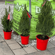 Dwarf Spruce Christmas Tree - Dandys Landscape Supplies