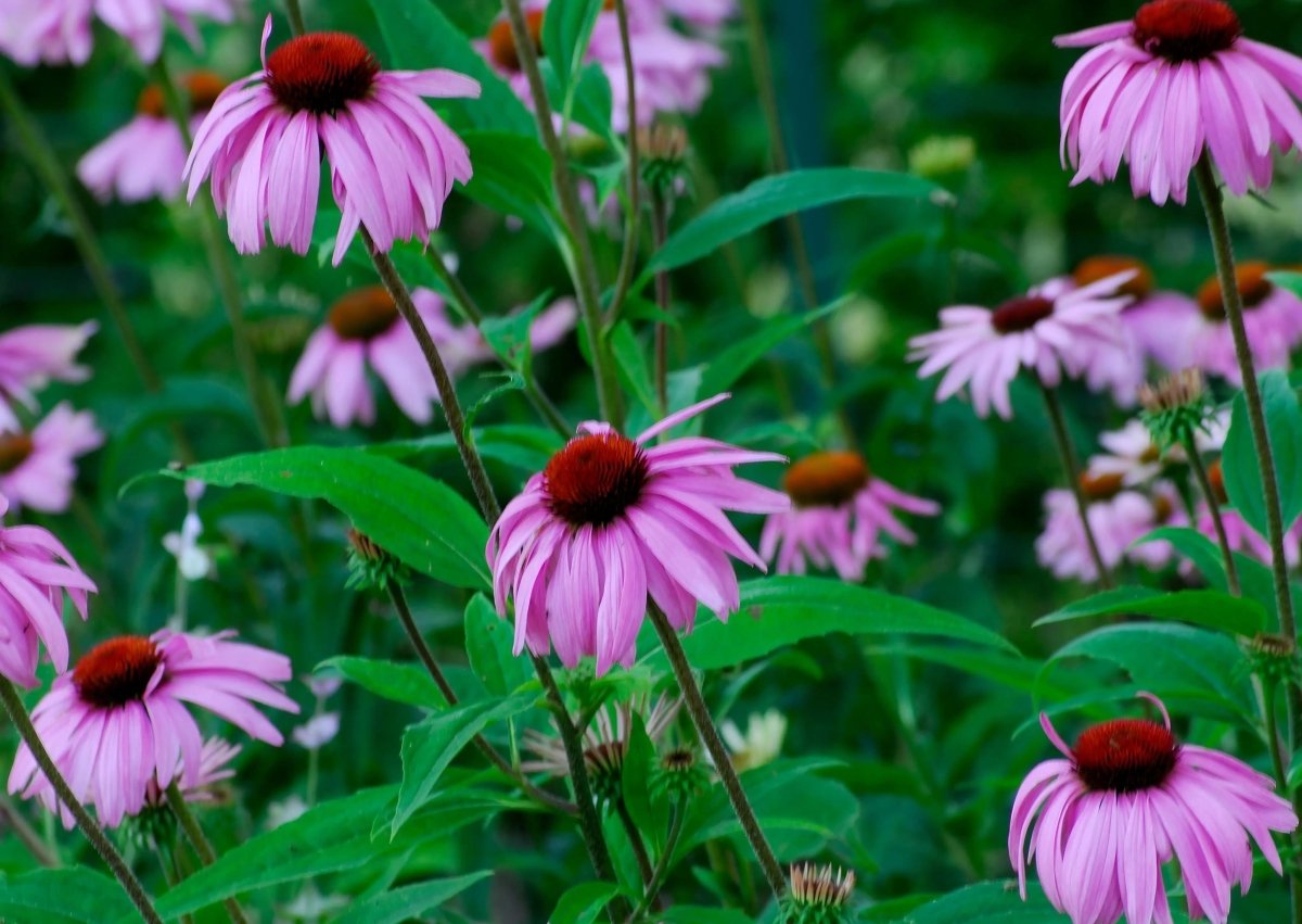 Echinacea Bravado Seeds - Dandys Landscape Supplies