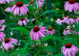 Echinacea Bravado Seeds - Dandys Landscape Supplies