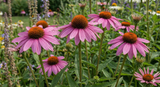 Echinacea Bravado Seeds - Dandys Landscape Supplies
