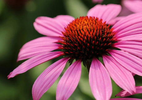Echinacea Bravado Seeds - Dandys Landscape Supplies
