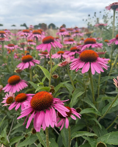 Echinacea Purple Coneflower - Dandys Landscape Supplies