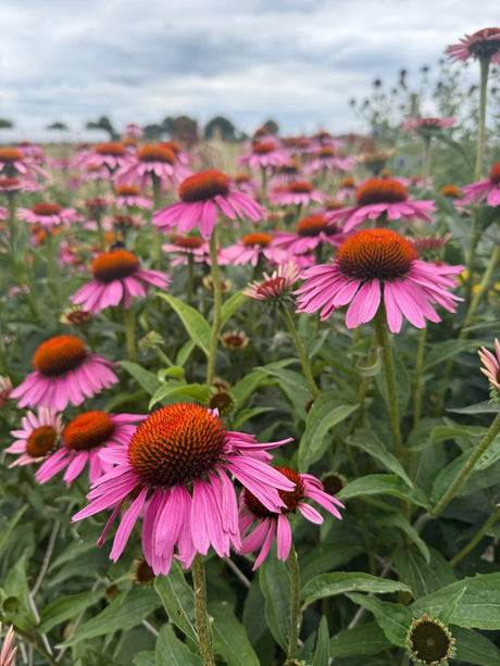 Echinacea Purple Coneflower - Dandys Landscape Supplies