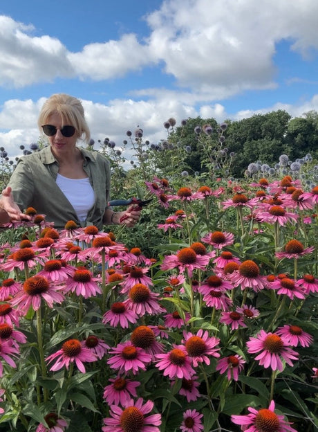 Echinacea Purple Coneflower - Dandys Landscape Supplies