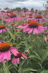 Echinacea Purple Coneflower - Dandys Landscape Supplies
