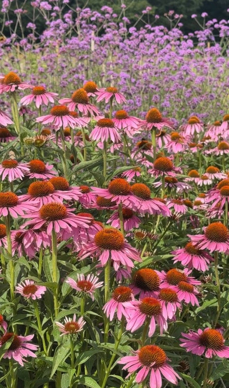 Echinacea Purple Coneflower - Dandys Landscape Supplies