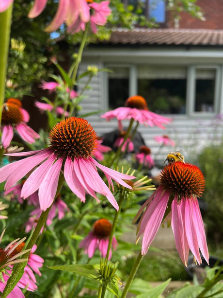 Echinacea Purple Coneflower - Dandys Landscape Supplies