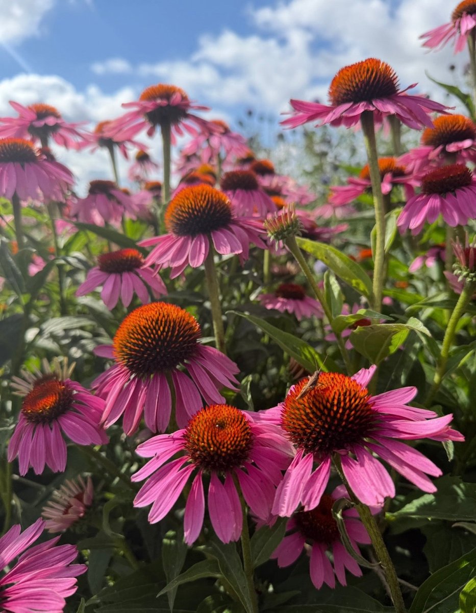 Echinacea Purple Coneflower - Dandys Landscape Supplies