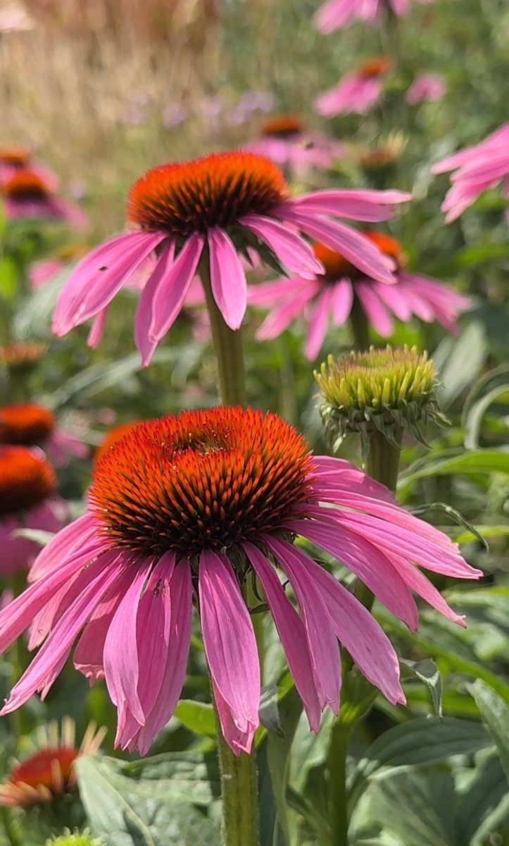 Echinacea Purple Coneflower - Dandys Landscape Supplies