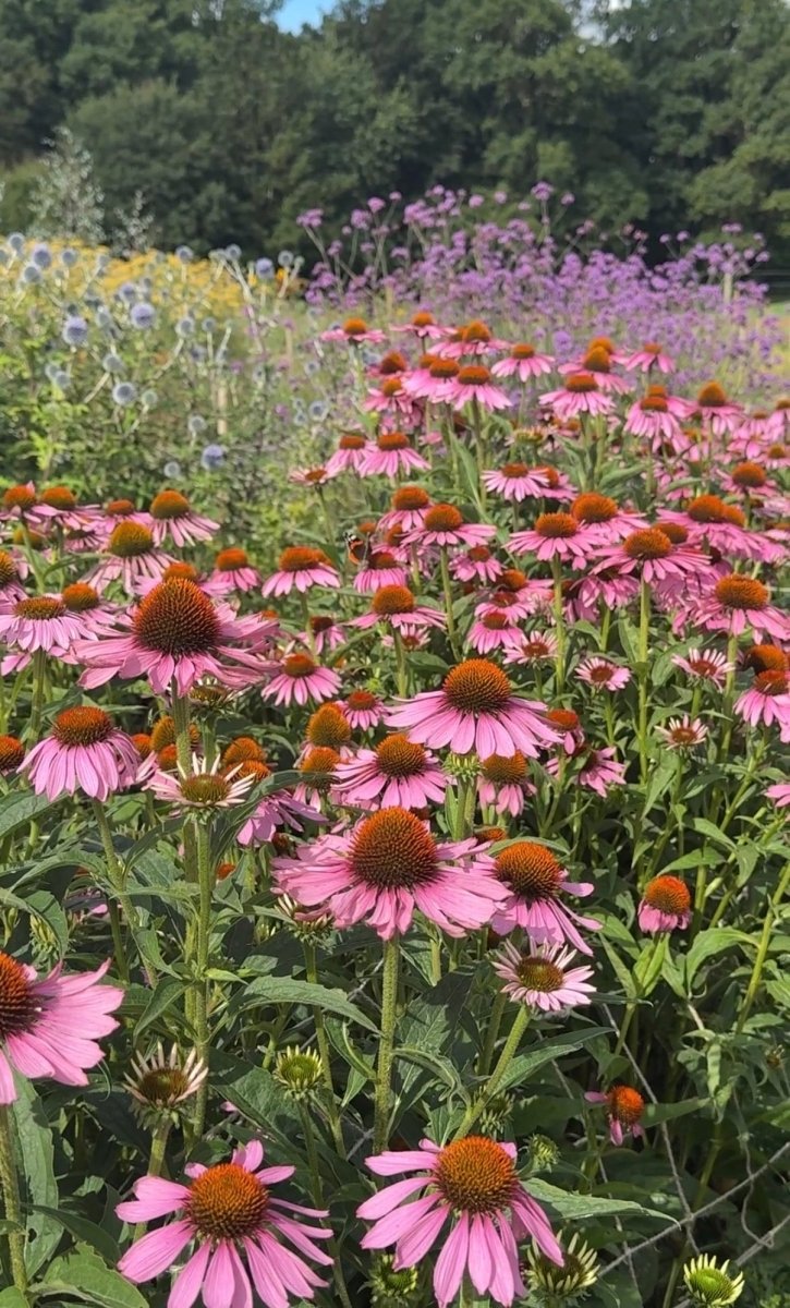 Echinacea Purple Coneflower - Dandys Landscape Supplies