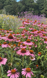 Echinacea Purple Coneflower - Dandys Landscape Supplies