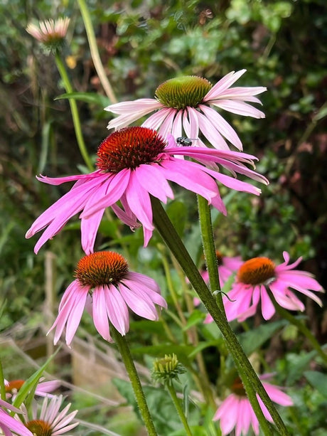 Echinacea Purple Coneflower - Dandys Landscape Supplies