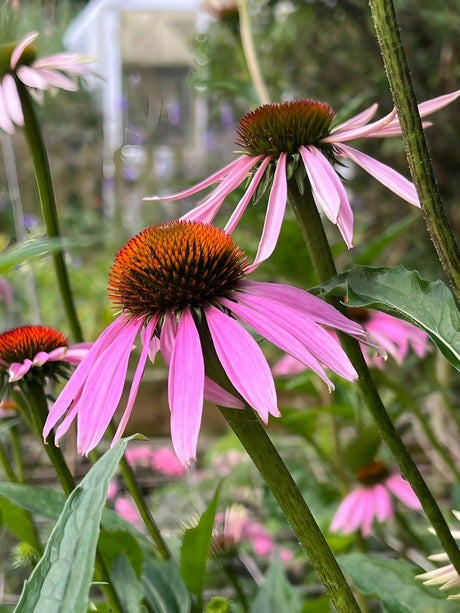 Echinacea Purple Coneflower - Dandys Landscape Supplies