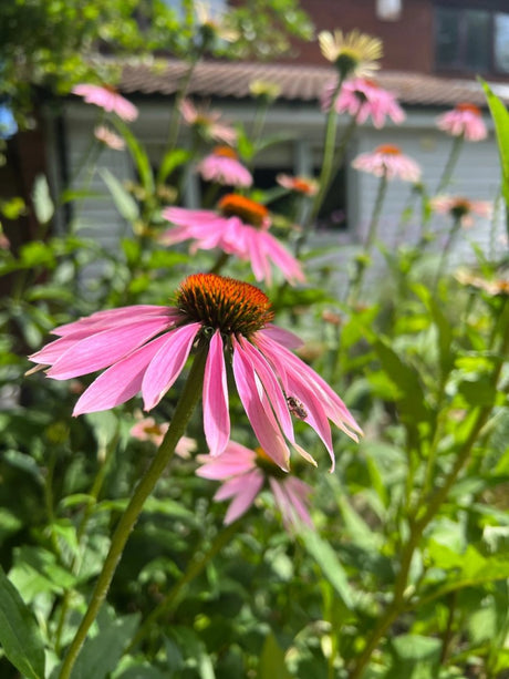Echinacea Purple Coneflower - Dandys Landscape Supplies