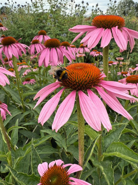 Echinacea Purple Coneflower - Dandys Landscape Supplies