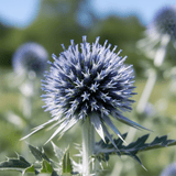 Echinops ritro Metallic Blue - Dandys Landscape Supplies