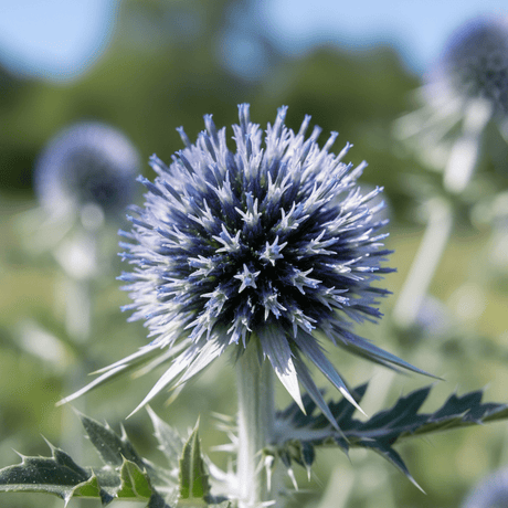 Echinops ritro Metallic Blue - Dandys Landscape Supplies