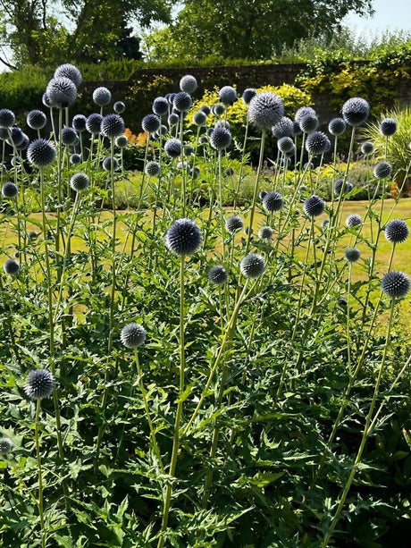 Echinops ritro Metallic Blue - Dandys Landscape Supplies