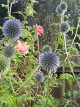 Echinops ritro Metallic Blue Seeds - Dandys Landscape Supplies