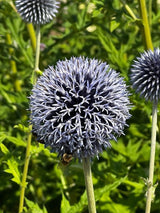 Echinops ritro Metallic Blue Seeds - Dandys Landscape Supplies