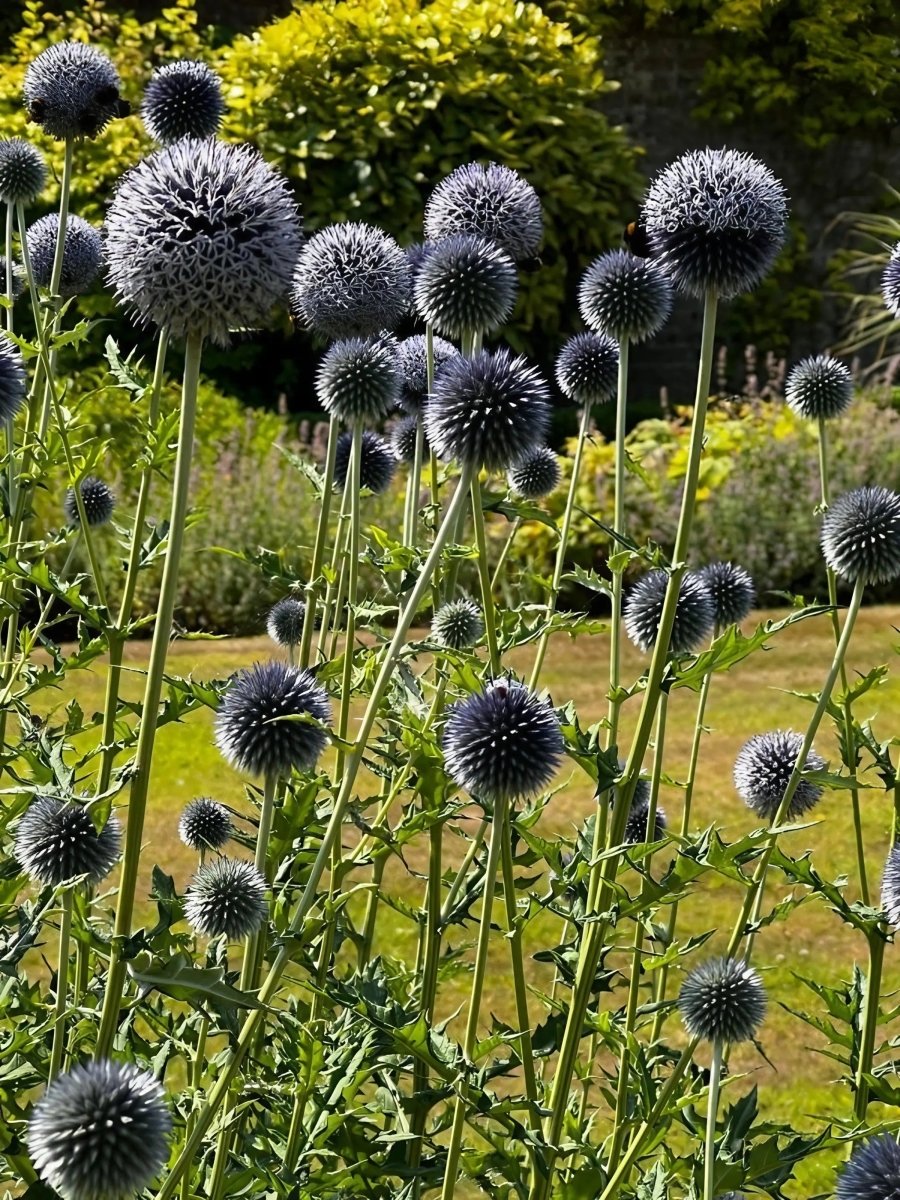 Echinops ritro Metallic Blue Seeds - Dandys Landscape Supplies