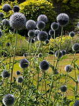 Echinops ritro Metallic Blue Seeds - Dandys Landscape Supplies
