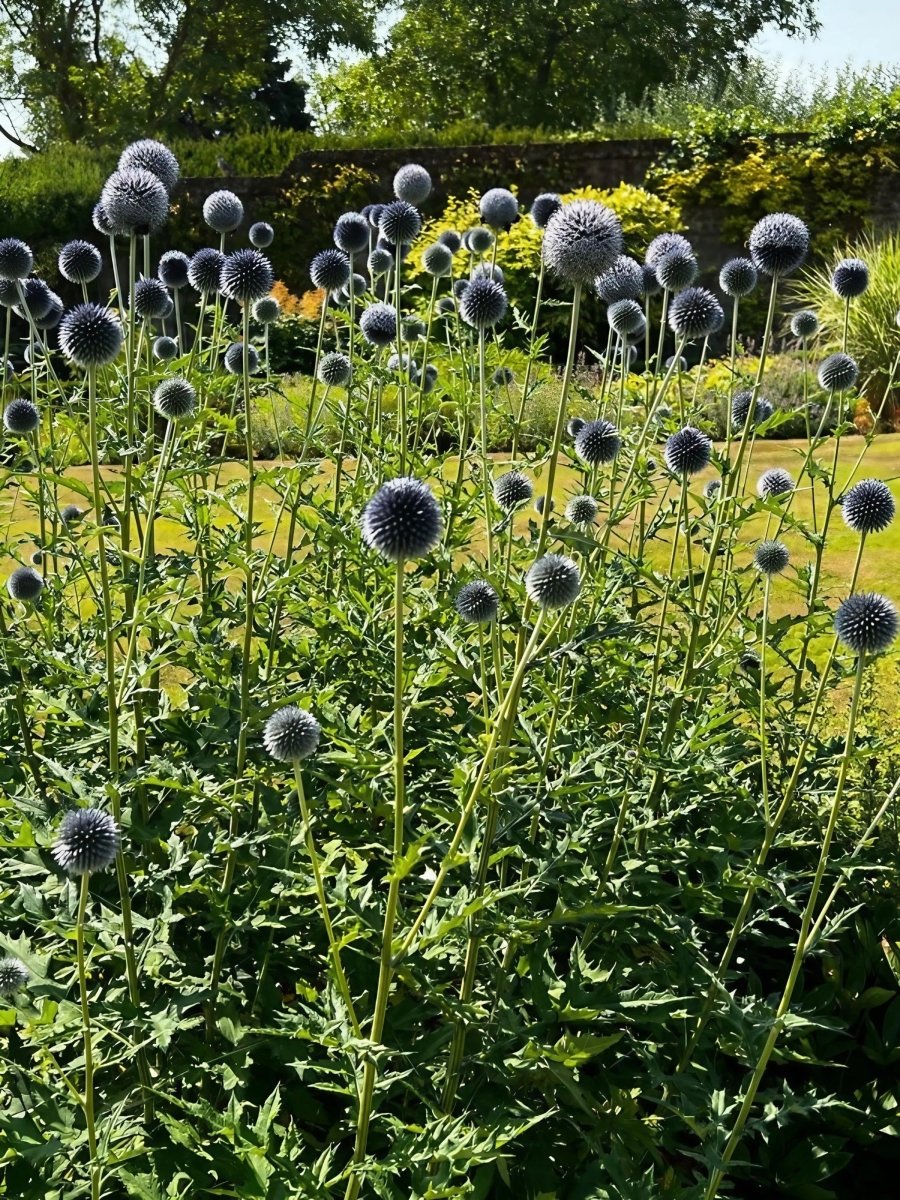 Echinops ritro Metallic Blue Seeds - Dandys Landscape Supplies
