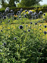 Echinops ritro Metallic Blue Seeds - Dandys Landscape Supplies