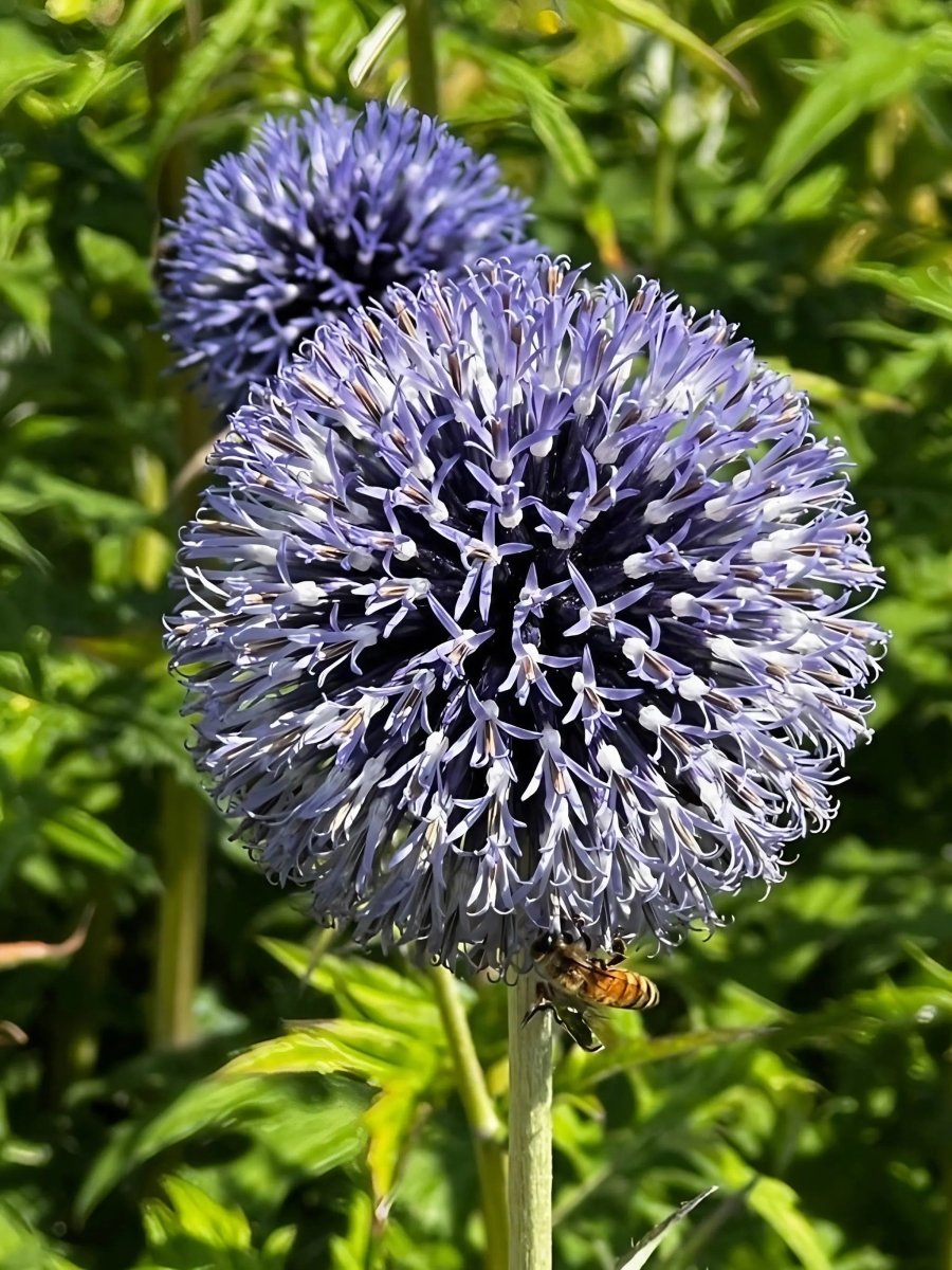 Echinops ritro Metallic Blue Seeds - Dandys Landscape Supplies