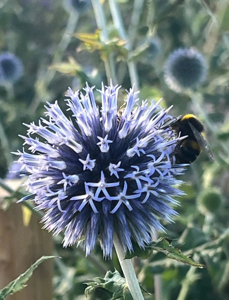 Echinops ritro Veitch's Blue Seeds - Dandys Landscape Supplies