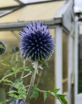 Echinops ritro Veitch's Blue Seeds - Dandys Landscape Supplies