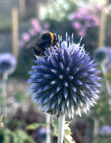Echinops ritro Veitch's Blue Seeds - Dandys Landscape Supplies