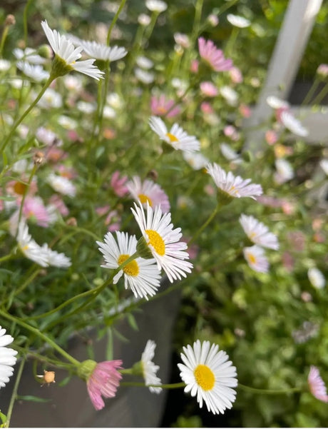 Erigeron karvinskianus Profusion Seeds - Dandys Landscape Supplies