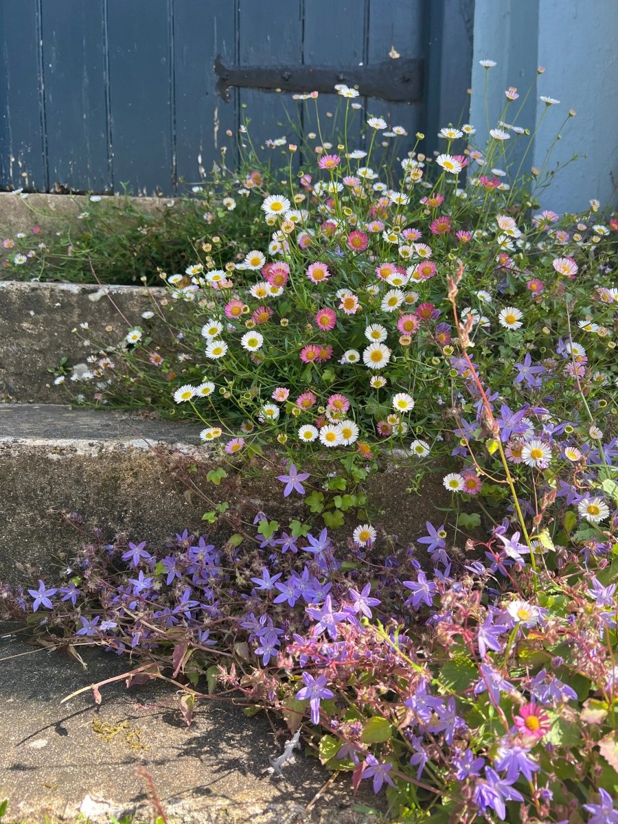 Erigeron karvinskianus Profusion Seeds - Dandys Landscape Supplies