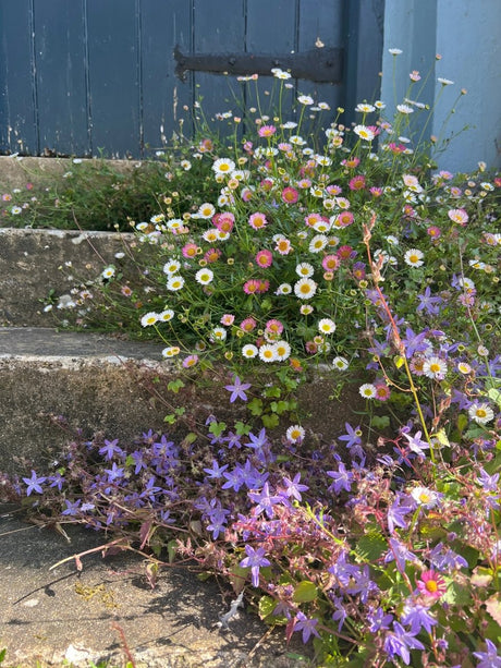 Erigeron karvinskianus Profusion Seeds - Dandys Landscape Supplies