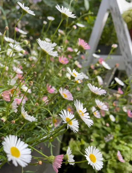 Erigeron karvinskianus Profusion Seeds - Dandys Landscape Supplies