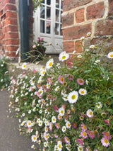 Erigeron karvinskianus Profusion Seeds - Dandys Landscape Supplies
