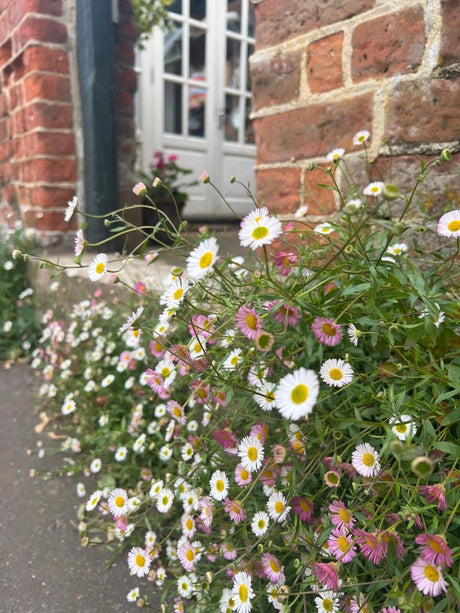 Erigeron karvinskianus Profusion Seeds - Dandys Landscape Supplies