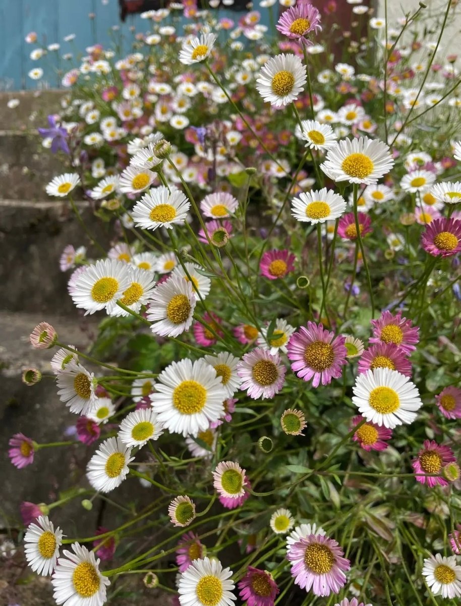 Erigeron karvinskianus Profusion Seeds - Dandys Landscape Supplies